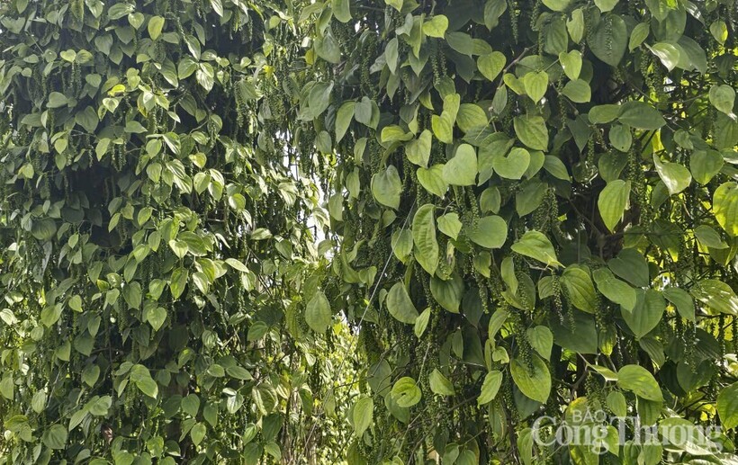 Những vườn tiêu xanh tốt, trĩu quả được trồng ở Đồng Nai