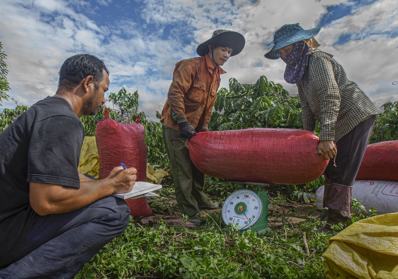 Giá nông sản hôm nay 31/7/2025: Cà phê vọt sát mốc 98.000 đồng/kg, hồ tiêu đảo chiều tăng giá