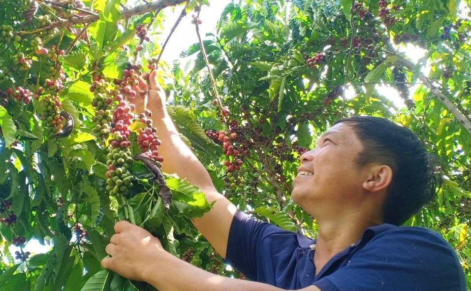 Giá nông sản hôm nay 24/8: Cà phê và hồ tiêu đồng loạt bật tăng