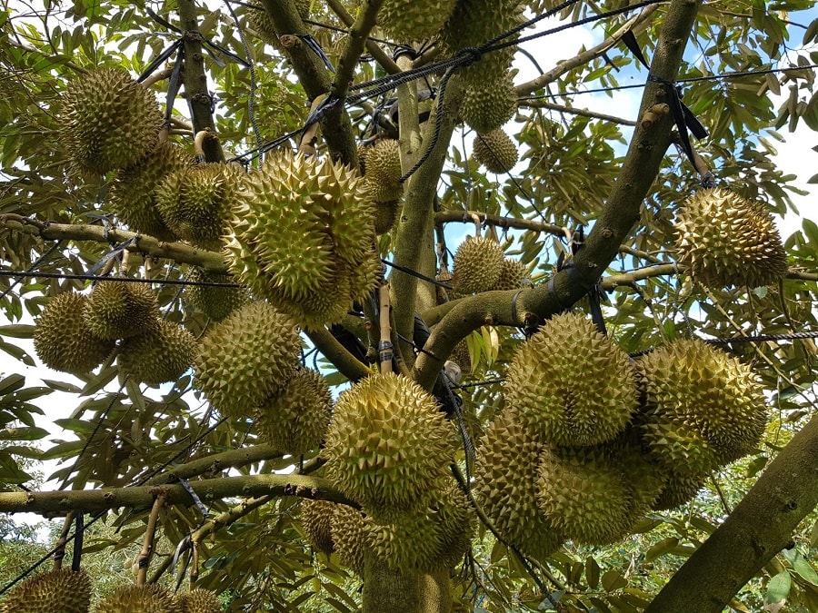 Giá sầu riêng hôm nay 31/8: Ri6 tăng nhẹ