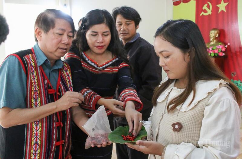 Mới đây, hàng ngàn hạt, cây giống sâm Ngọc Linh đã được người dân, doanh nghiệp ủng hộ trong chương trình “Chung tay giúp nhân dân phát triển kinh tế” do xã Măng Ri phát động