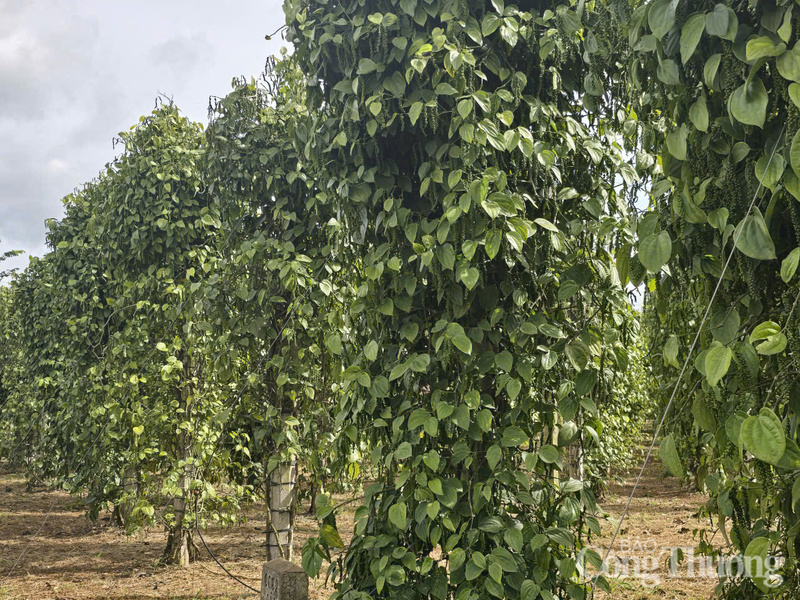 Những vườn tiêu xanh tốt được trồng ở Lâm Đồng