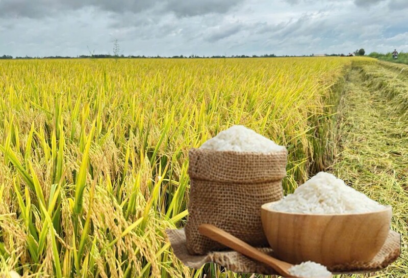 Giá lúa gạo hôm nay ngày 18/9: Gạo xuất khẩu đảo chiều giảm, lúa tươi chững giá. Ảnh: Thanh Minh.
