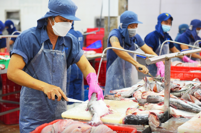 Chế biến cá tra xuất khẩu. Ảnh: Hà Thanh