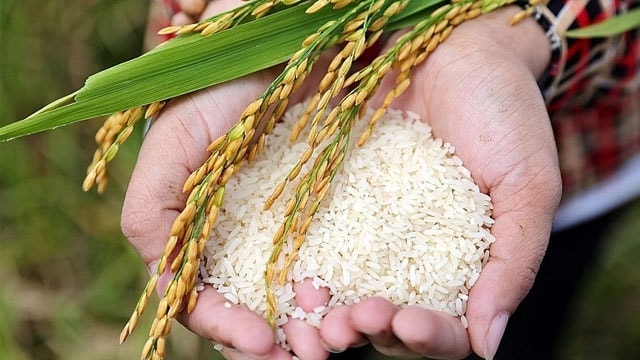 Giá lúa gạo hôm nay 28/9: Diễn biến trái chiều