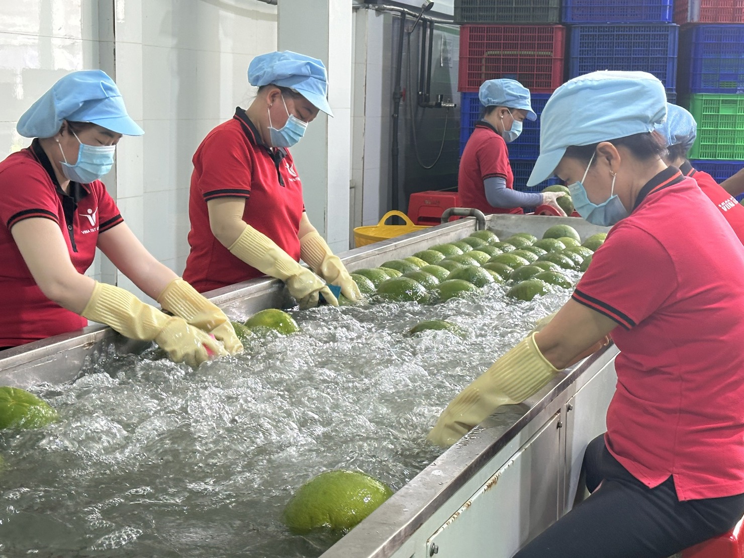 Quy trình xử lý bưởi xuất khẩu tại Công ty Vina T&T. Ảnh: T.H