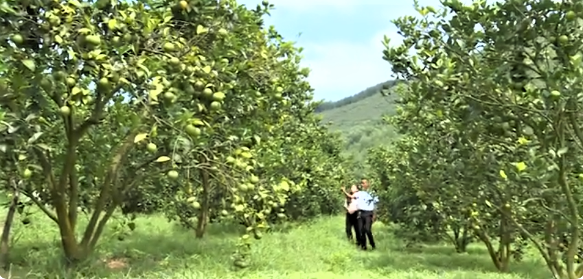 Phát triển sản phẩm OCOP trong sản xuất nông nghiệp