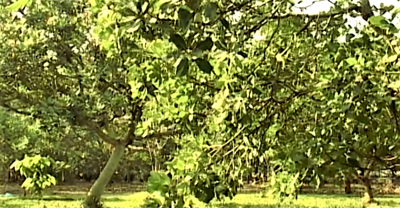 Việt Nam cần kh&ocirc;i phục v&agrave; mở rộng diện t&iacute;ch trồng điều tại c&aacute;c v&ugrave;ng trồng truyền thống