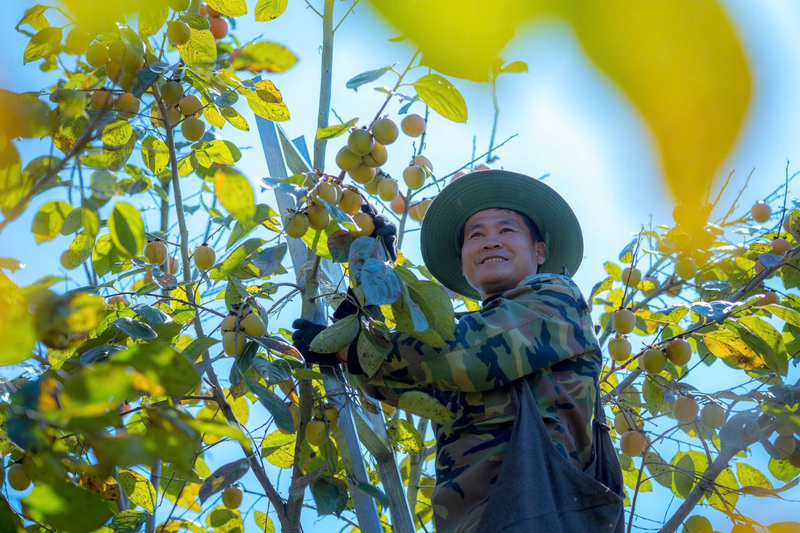Cây hồng vành khuyên giúp người dân có thêm sinh kế ổn định cuộc sống