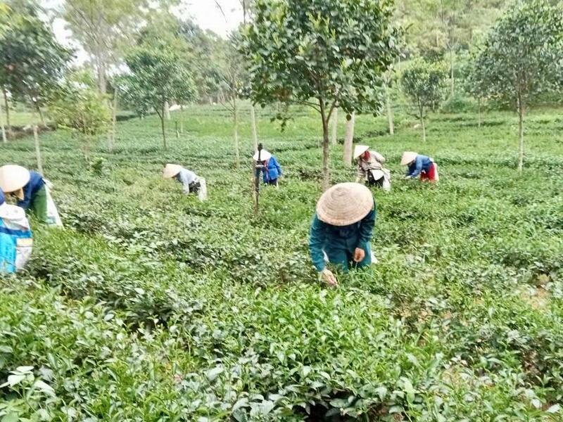 Nhờ Chương trình OCOP, hơn 5.000 lao động nông thôn tại Phú Thọ có việc làm ổn định (thu nhập trung bình 5 - 7 triệu đồng/tháng).