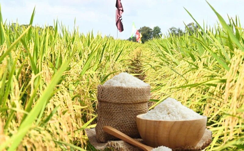 Giá lúa gạo hôm nay ngày 2/12: Lúa tươi đồng loạt tăng mạnh, gạo tương đối ổn định. Ảnh: Thanh Minh.