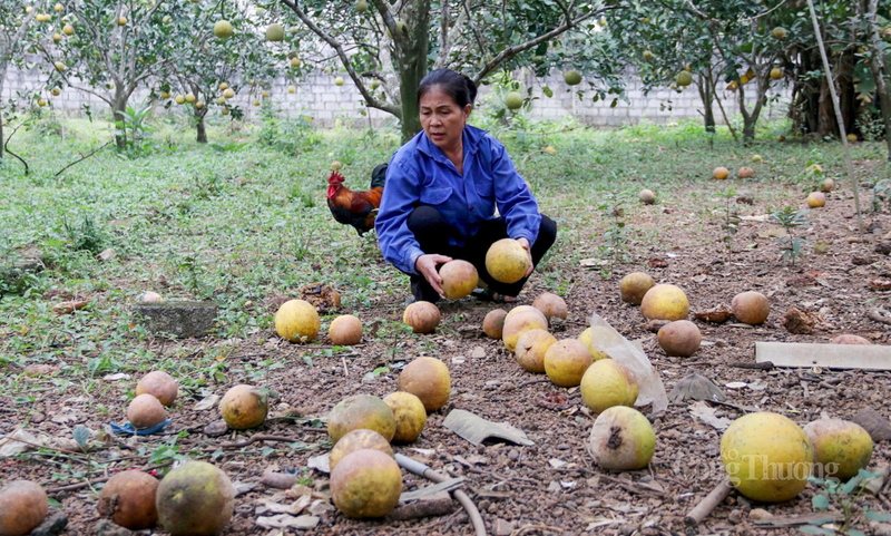 Những trái bưởi Diễn là kết quả sau nhiều tháng chăm sóc, lần lượt rụng vàng gốc ngay thời điểm chuẩn bị thu hoạch, người dân chỉ biết xót xa.