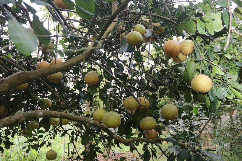 Xã Đức Thọ, tỉnh Hà Tĩnh được xem là thủ phủ của cây bưởi Diễn. Giống cây này giúp người dân vùng đồi địa phương thoát nghèo và nâng cao thu nhập.