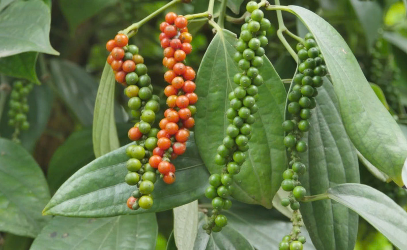 Xuất xứ hàng hóa và khả năng tận dụng FTA đang giữ vai trò then chốt, quyết định hướng đi và giá trị xuất khẩu của ngành hồ tiêu, gia vị Việt Nam