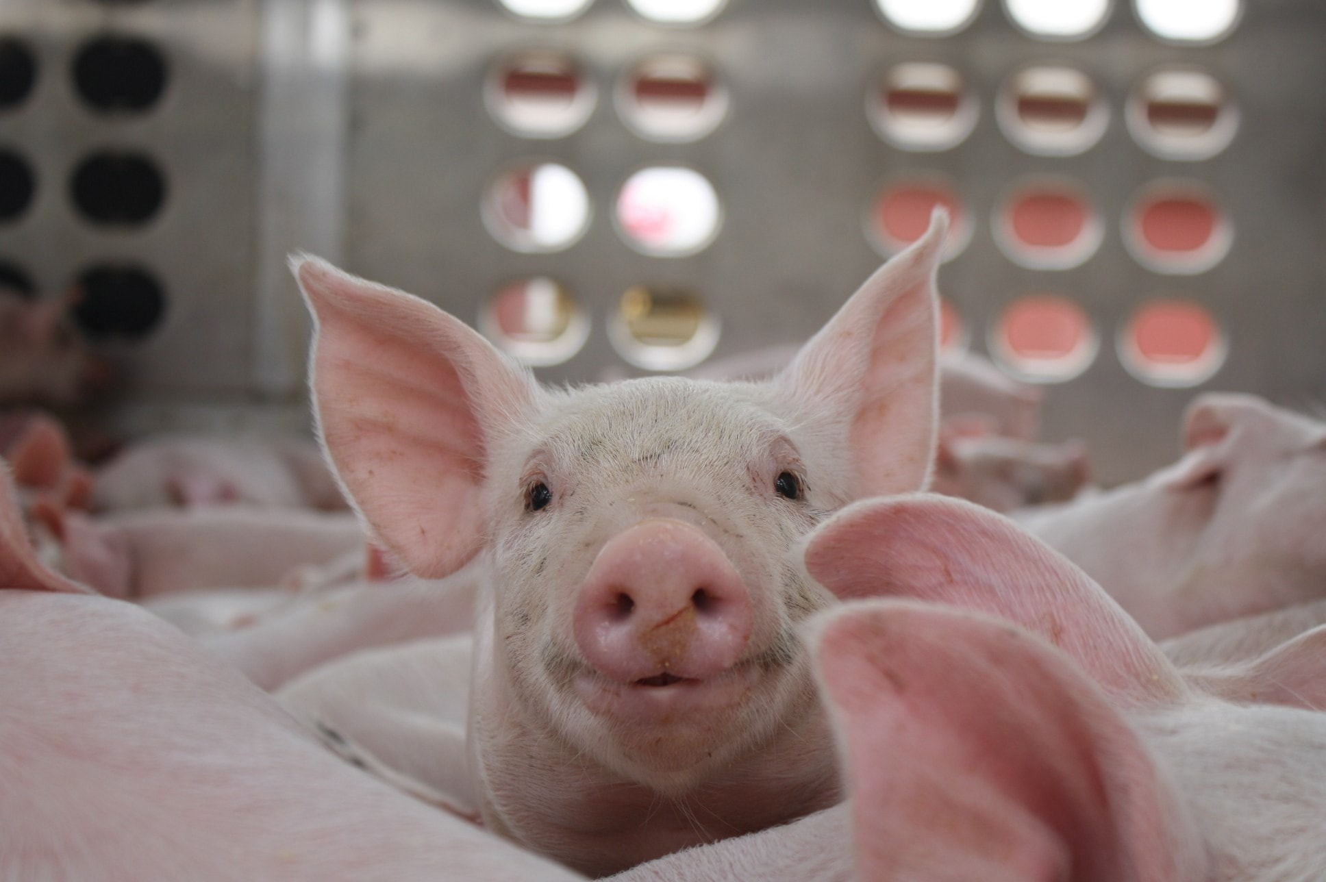 Giá heo hơi hôm nay 29 12 2025 3 miền điều chỉnh trong ngưỡng 62.000-70.000 đồng kg