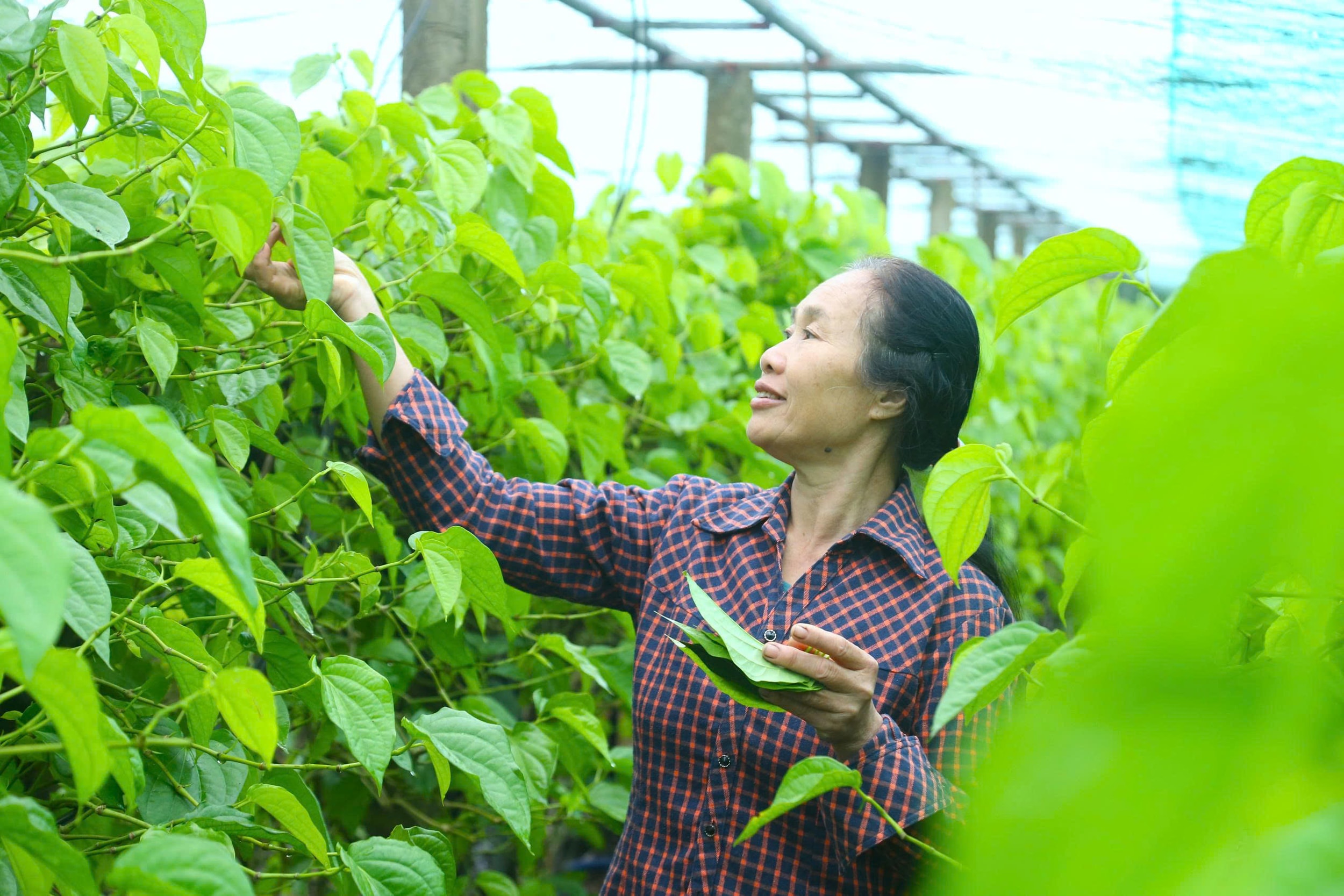 AnhVườn trầu không của gia đình bà Hoa rộng khoảng 15.000m2 với hàng trăm gốc trầu.