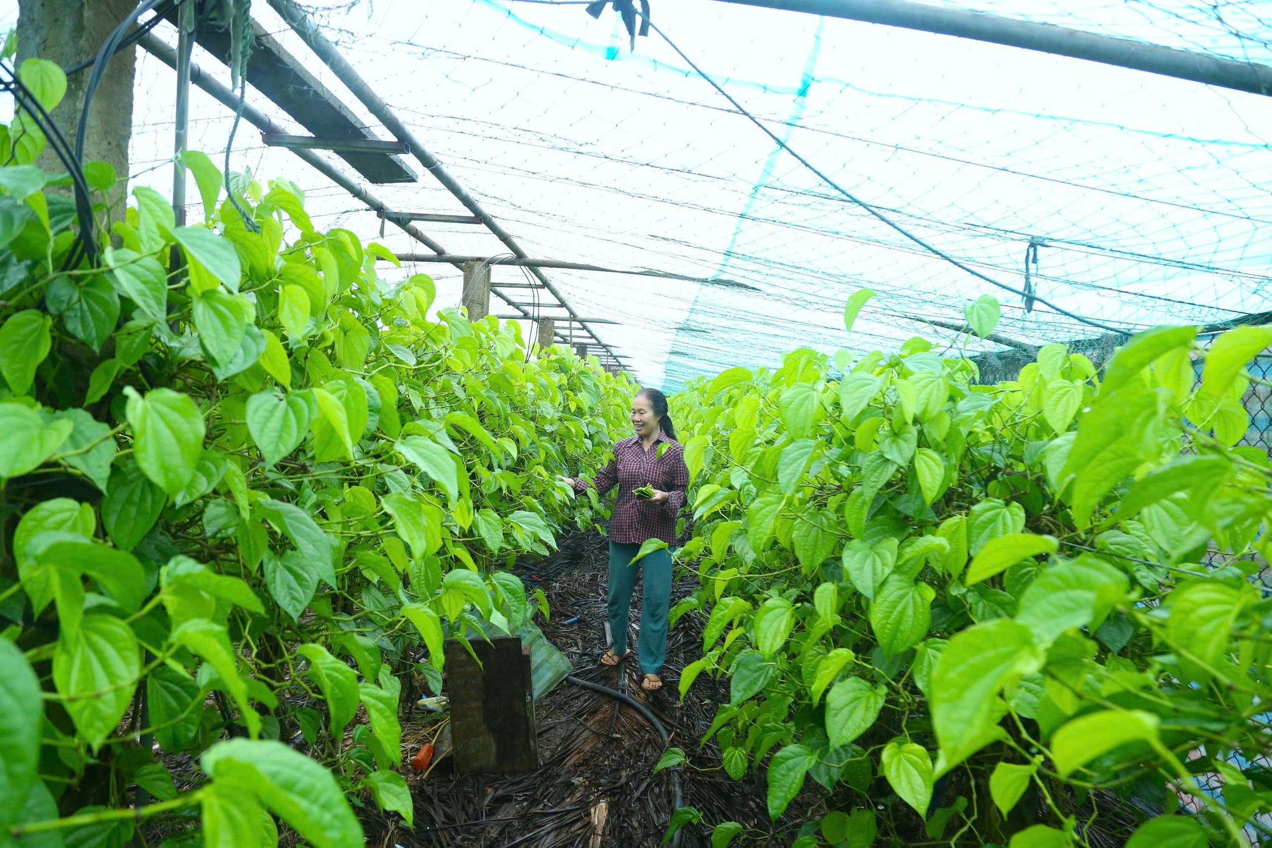 Anh 1 Trầu không là loại cây “dễ mà khó”, dễ vì sống khỏe, cho lá quanh năm nhưng khó vì đòi hỏi chăm sóc tỉ mỉ.