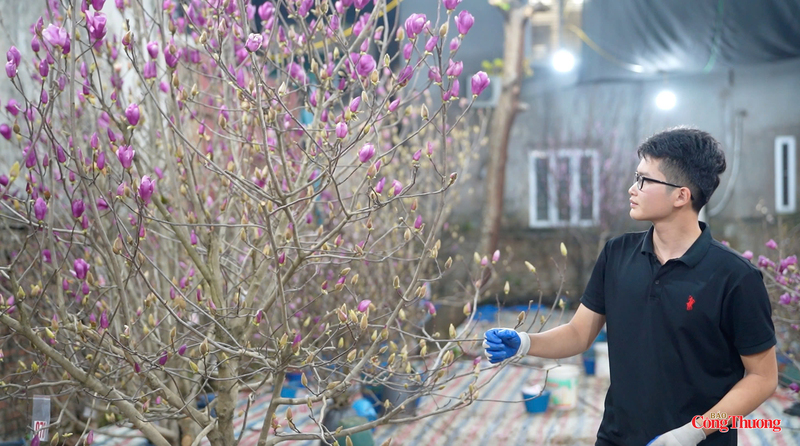 Mộc lan có 2 màu đặc trưng là tím và trắng. Nhiều khách lựa chọn màu hoa tím vì rực rỡ và để lấy may mắn. Ảnh: Nguyễn Thanh