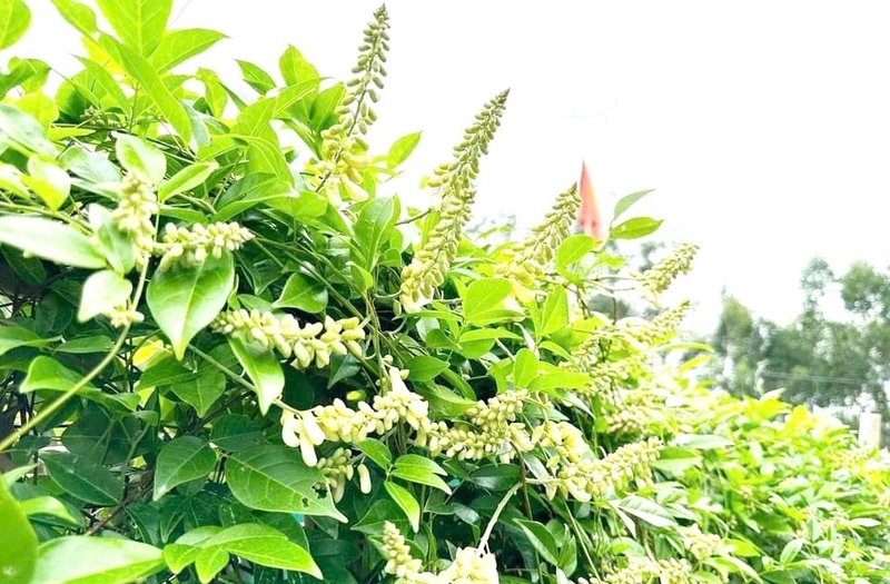 Cây sâm Nam Núi Dành có chất lượng tốt với hàm lượng saponin cao ở củ, hoa, lá nhưng vẫn ít người biết đến.