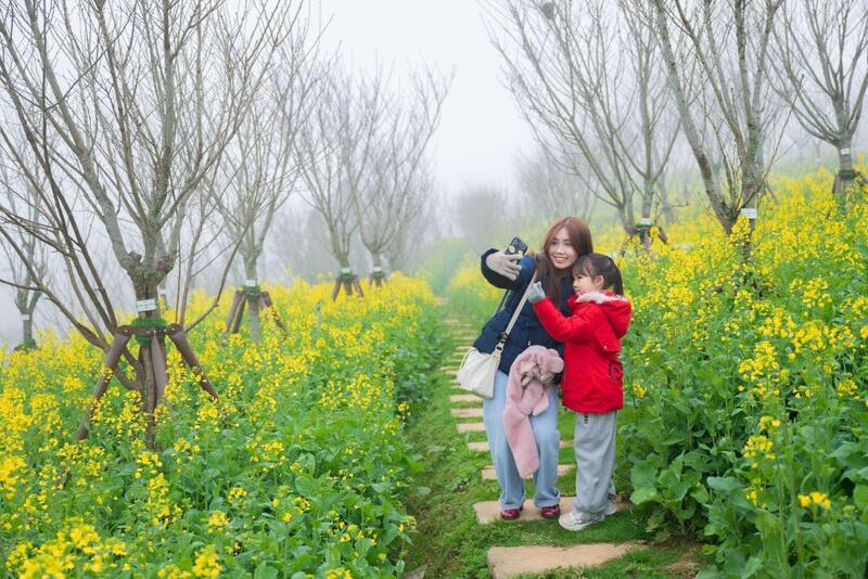 Thảm hoa cải vàng nở rộ khoe sắc rực rỡ dưới ánh nắng xuân, tạo nên tọa độ check-in thu hút đông đảo du khách.