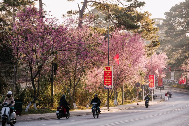Từ giữa tháng 1 tới giữa tháng 2, Đà Lạt ghi nhận mùa hoa mai anh đào khoe sắc ấn tượng nhất trong nhiều năm trở lại đây. Ảnh: Quang Đà Lạt