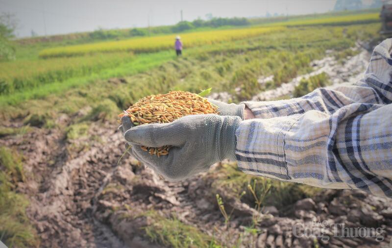 Tháng 1/2026, Việt Nam xuất khẩu gạo ước đạt 600 nghìn tấn gạo, kim ngạch 370 triệu USD, tăng 12,4% về lượng và 16,9% về giá trị so với cùng kỳ năm trước. Ảnh: N.H