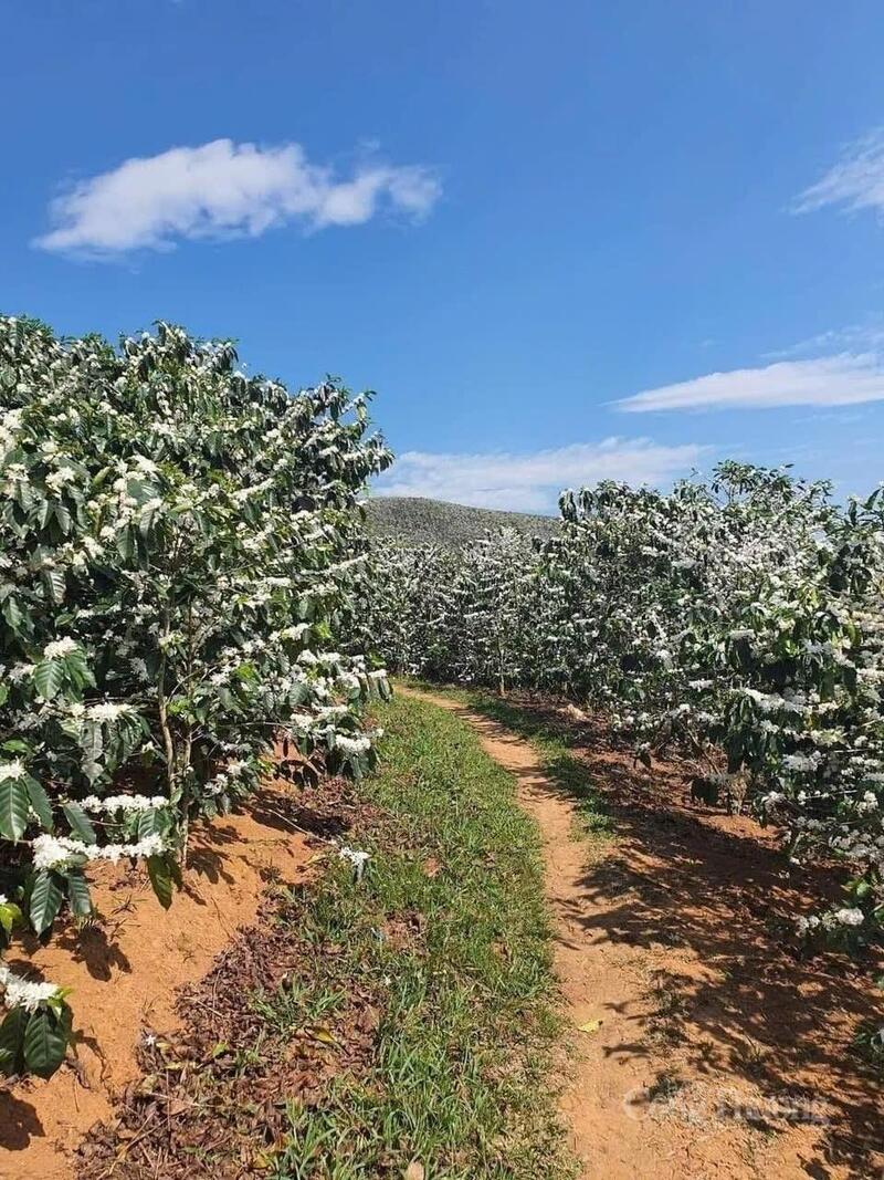 Những đồi cà phê xanh mướt trải dài, tạo nên một bức tranh vừa trù phú vừa thi vị trên đất Mường Ảng.