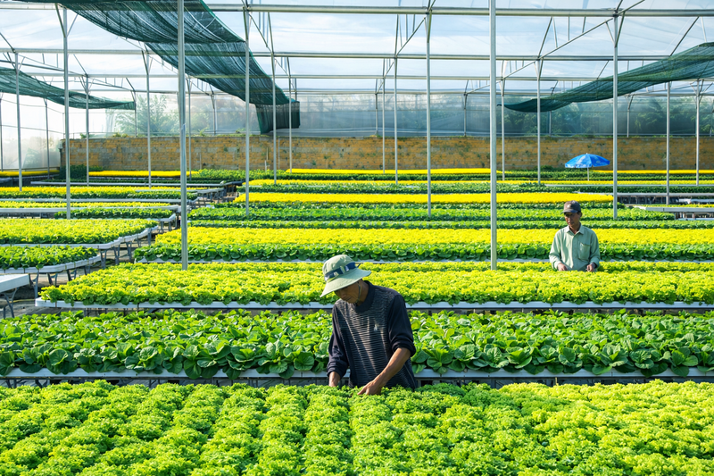 Chương trình OCOP góp phần nâng cao giá trị nông sản, thúc đẩy liên kết sản xuất - tiêu thụ và cải thiện thu nhập khu vực nông thôn Đồng Nai.