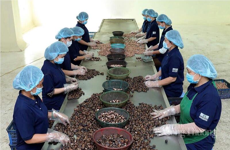 Chế biến hạt điều. Ảnh: Thành Tâm