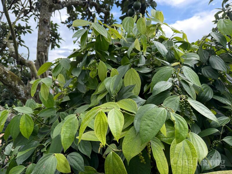 Cây hồ tiêu tại Lâm Đồng. Ảnh: Hoàng Chiến