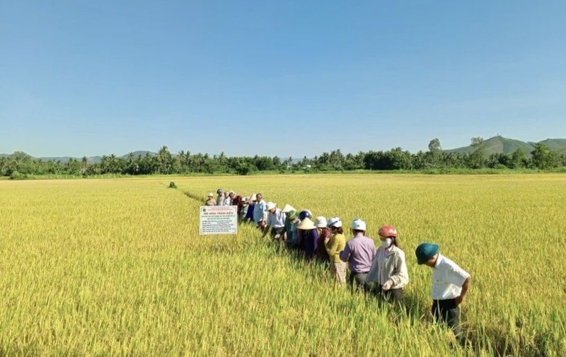 Mô hình lúa hữu cơ ở xã Vạn Đức. Ảnh: ĐVCC.