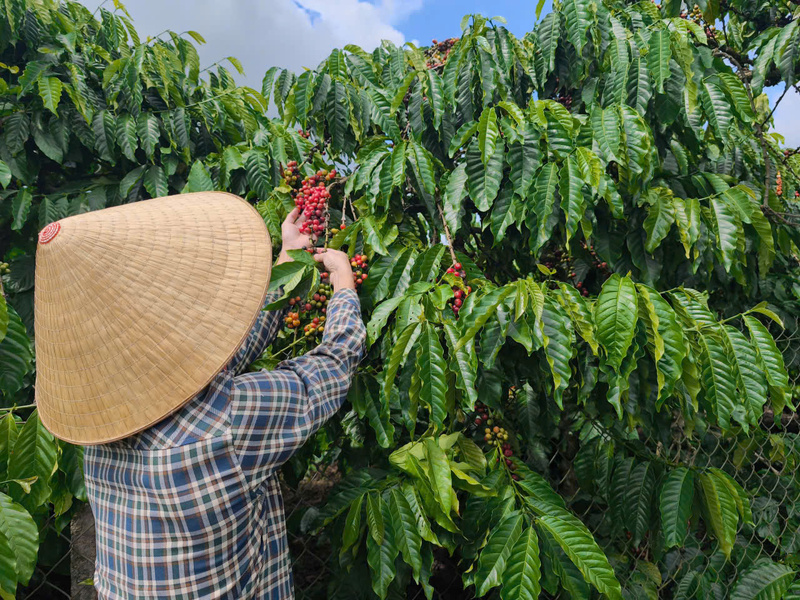 Thu hoạch cà phê tại Lâm Đồng.