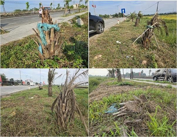 Cây xanh chết la liệt nhìn rất phản cảm khi bước chân vào thành phố trực thuộc trung ương. 1000111855.jpg