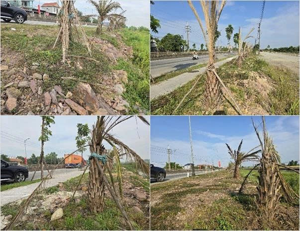 Cây xanh chết la liệt từ lâu, nhưng không có cơ quan nào đứng ra trồng thay thế và chịu trách nhiệm?. 1000111856.jpg