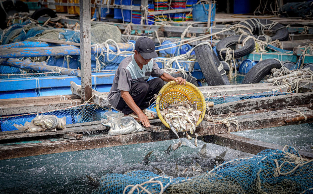 Ông Nguyễn Phước Hạnh đang cho cá ăn