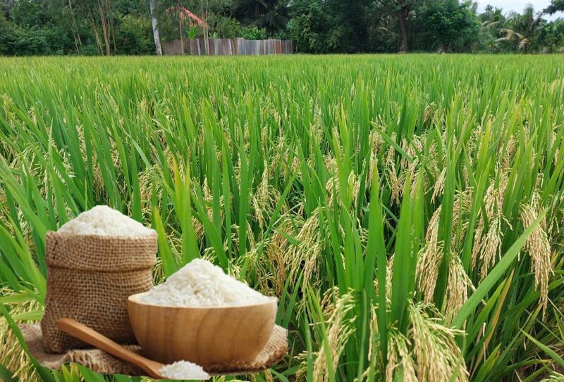 Giá lúa gạo hôm nay ngày 24/6: Gạo thơm Jasmine giảm 1.000 đồng/kg. Ảnh: Thanh Minh.