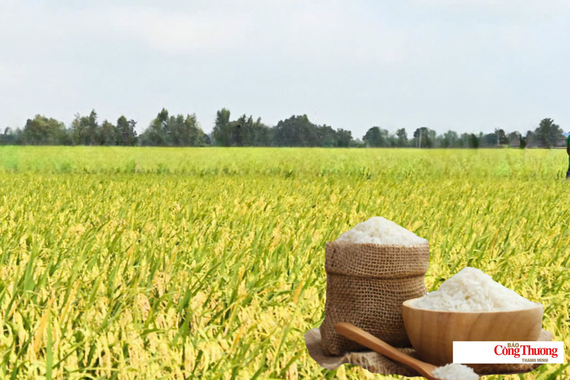 Giá lúa gạo hôm nay ngày 6/7/2026: Gạo OM 18 tăng 500 đồng/kg, lúa tươi vững giá.