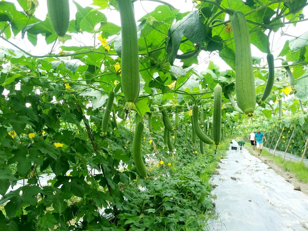 Việc đưa hoa màu xuống ruộng giúp nâng cao thu nhập cho người dân. img-20221026-122115.jpg