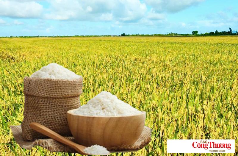 Giá lúa gạo hôm nay ngày 31/7/2026: Lúa tươi đồng loạt tăng.