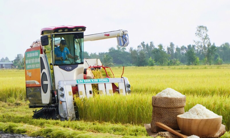 Giá lúa gạo hôm nay ngày 21/8: Gạo bình ổn, lúa tươi vững giá. Ảnh: Thanh Minh.